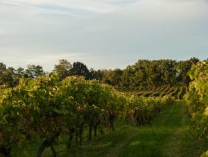 MANIBAN VIGNES COUCHE DE SOLEIL VAGUES AUTOMNE OCTOBRE